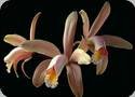 Cattleya forbesii